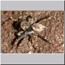 Sitticus pubescens - Springspinne 01 5mm.jpg